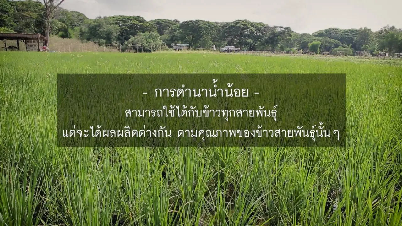 ดำนาน้ำน้อย