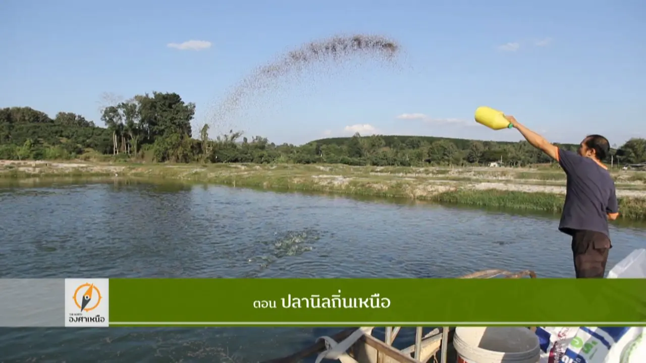 ปลานิลถิ่นเหนือ​