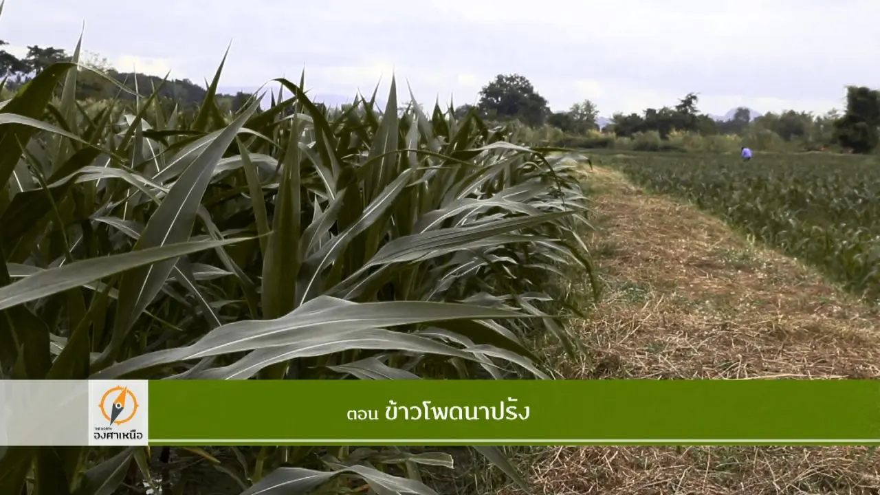 ข้าวโพดนาปรัง​