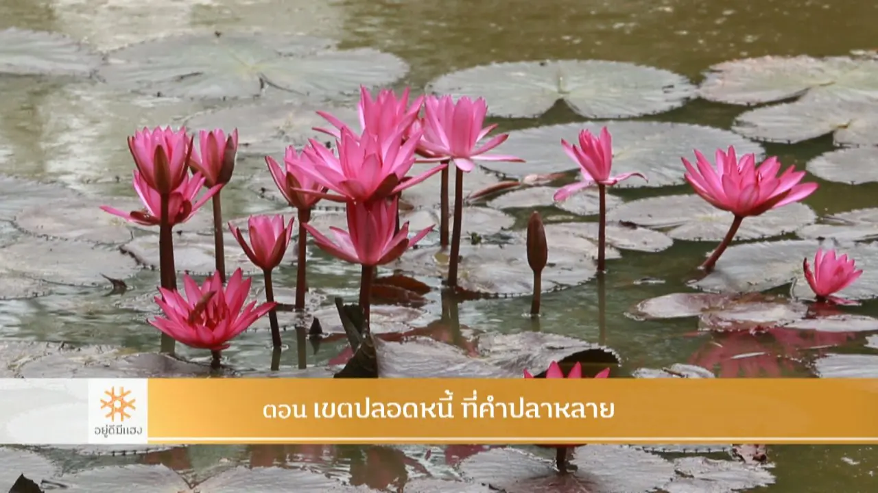 เขตปลอดหนี้ ที่คำปลาหลาย
