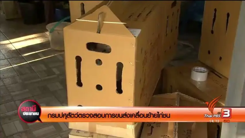 ​กรมปศุสัตว์ตรวจสอบการขนส่งเคลื่อนย้ายไก่ชน
