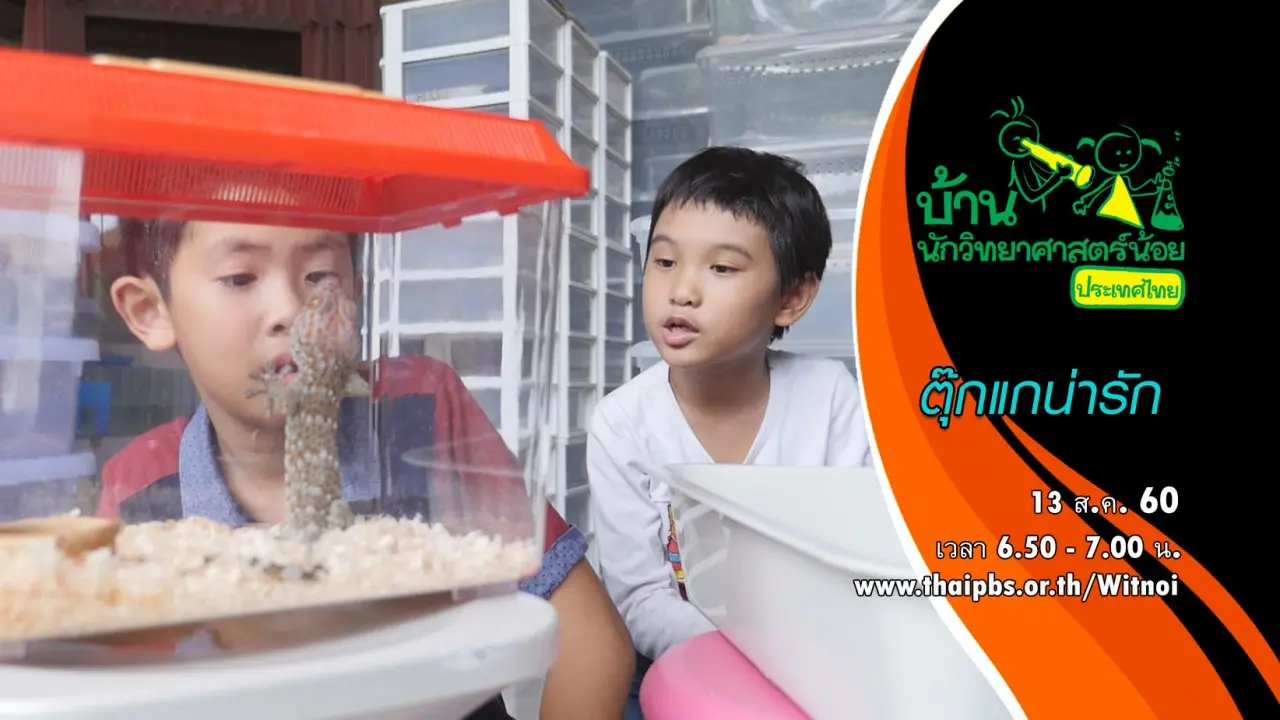 ตุ๊กแกน่ารัก