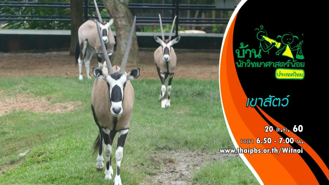 เขาสัตว์