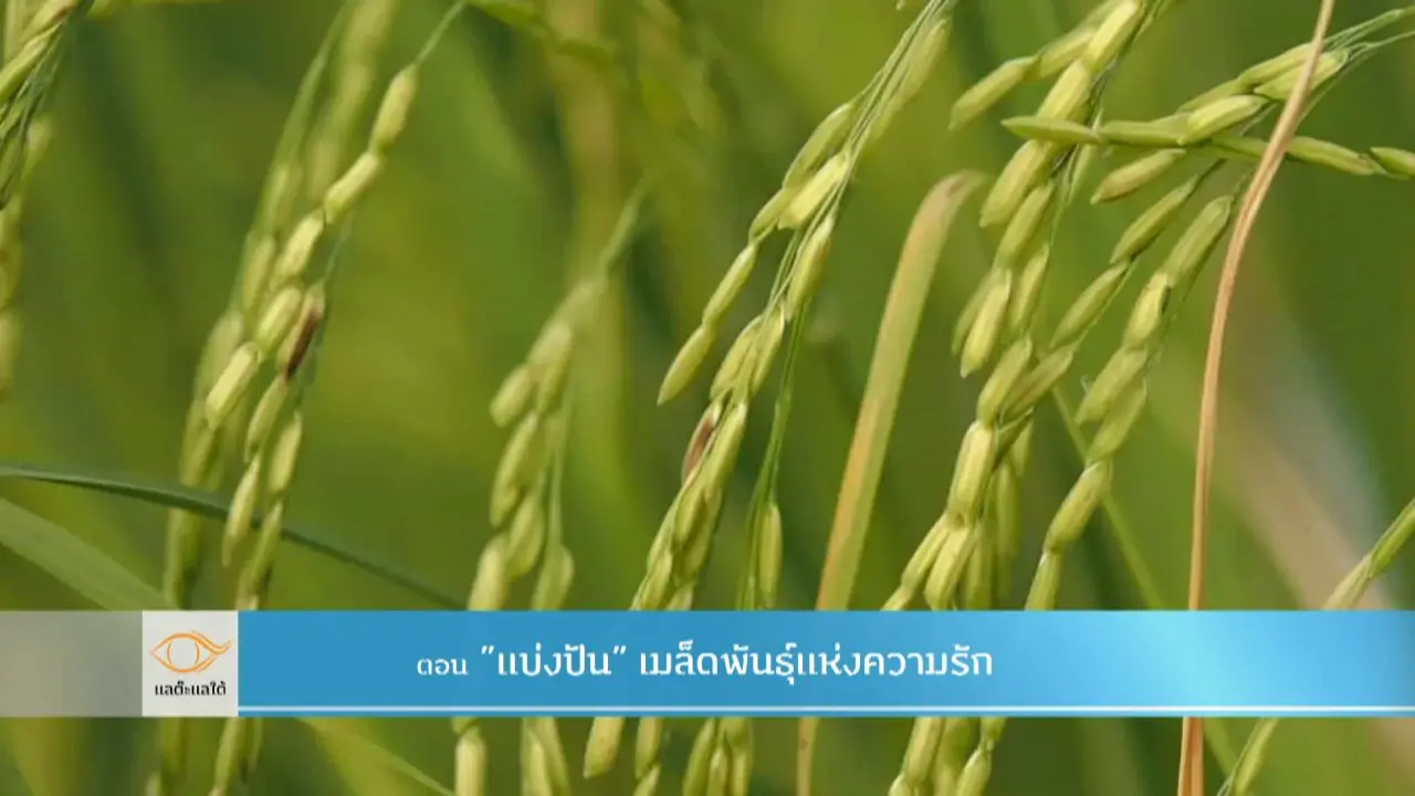แบ่งปันเมล็ดแห่งความรัก