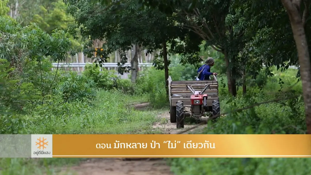 มักหลาย ป่า "ไม่" เดียวกัน​