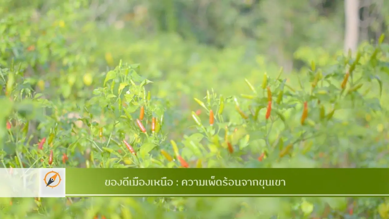 ของดีเมืองเหนือ