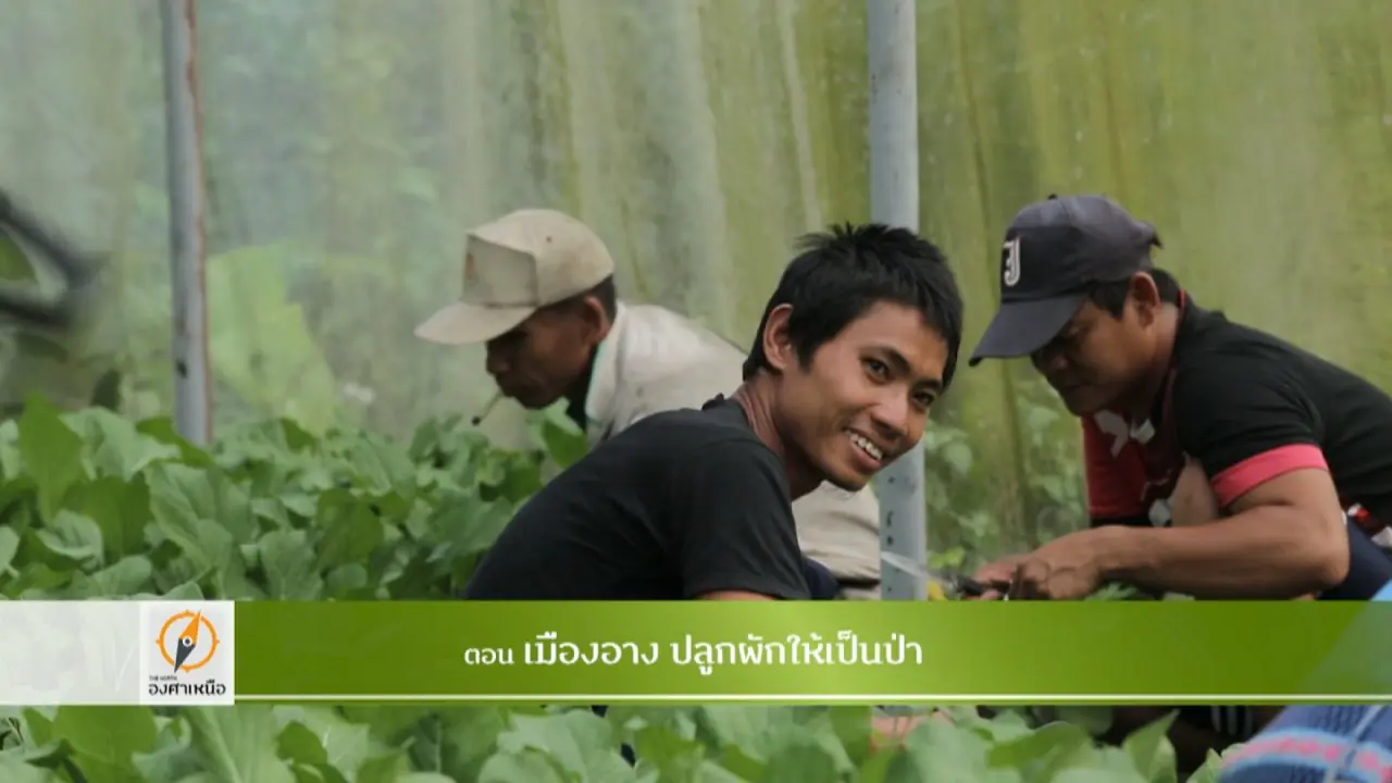 เมืองอาง ปลูกผักให้เป็นป่า​