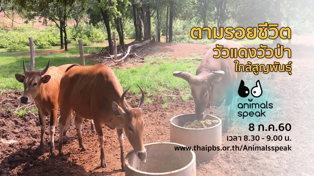 ตามรอยชีวิตวัวแดง วัวป่าใกล้สูญพันธุ์