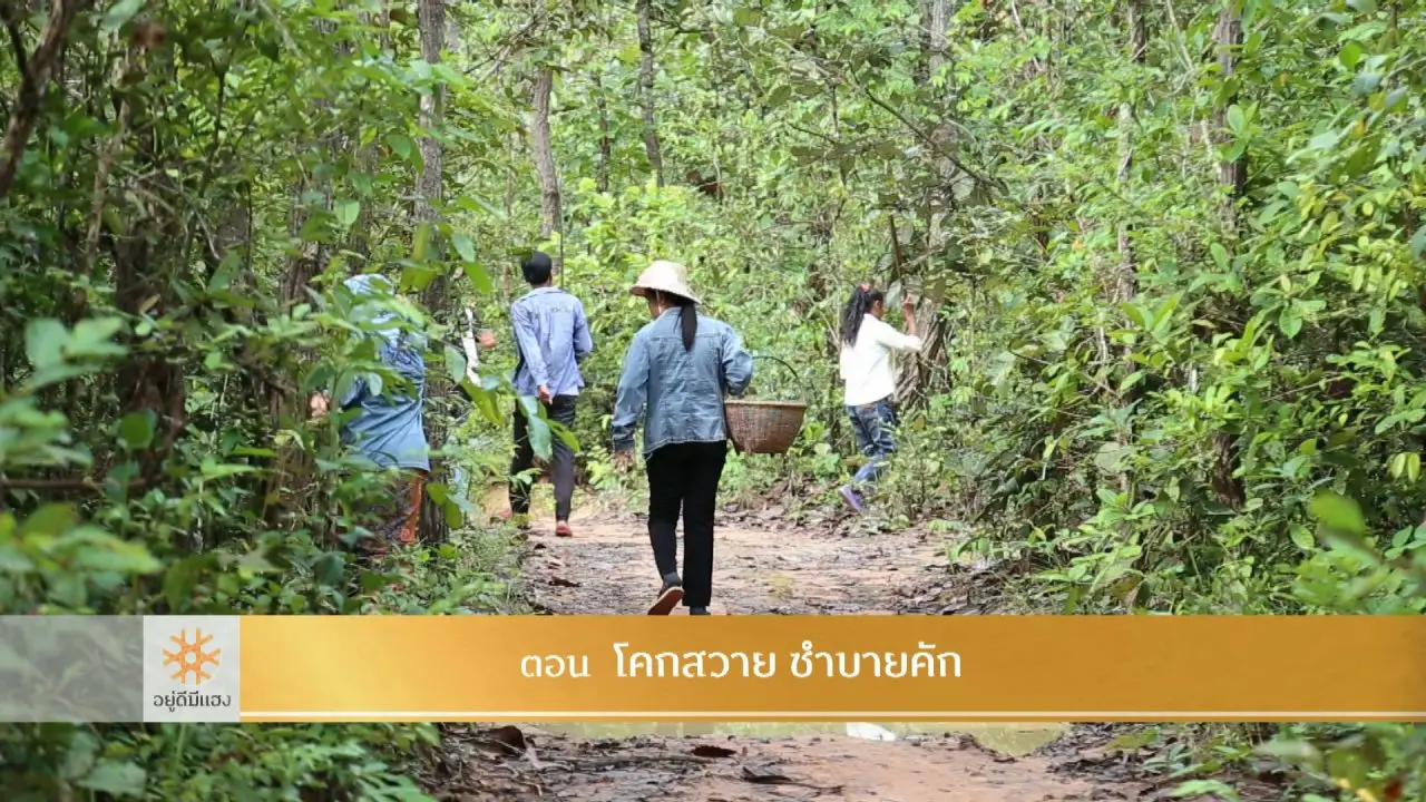 โคกสวาย ซำบายคัก​