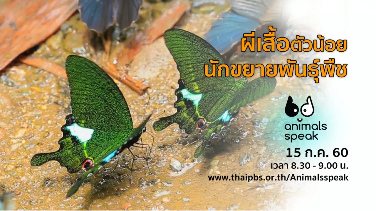 ผีเสื้อตัวน้อย นักขยายพันธุ์พืช