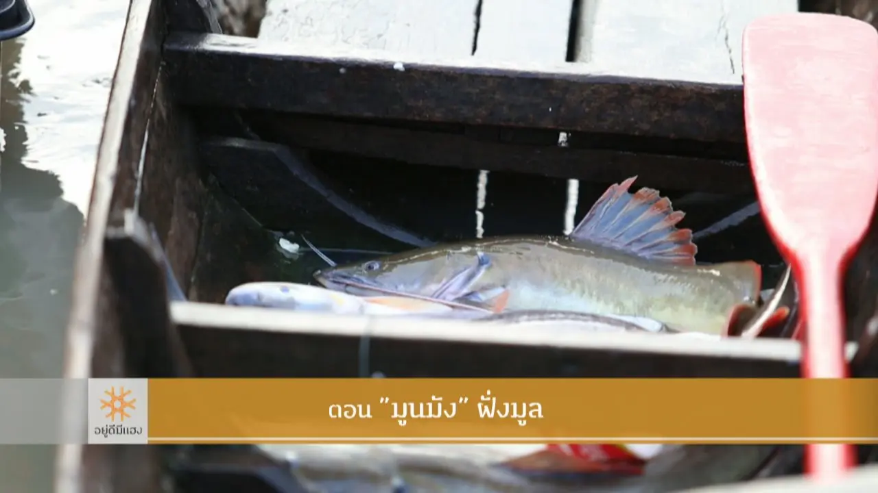 "มูนมัง" ฝั่งมูล​