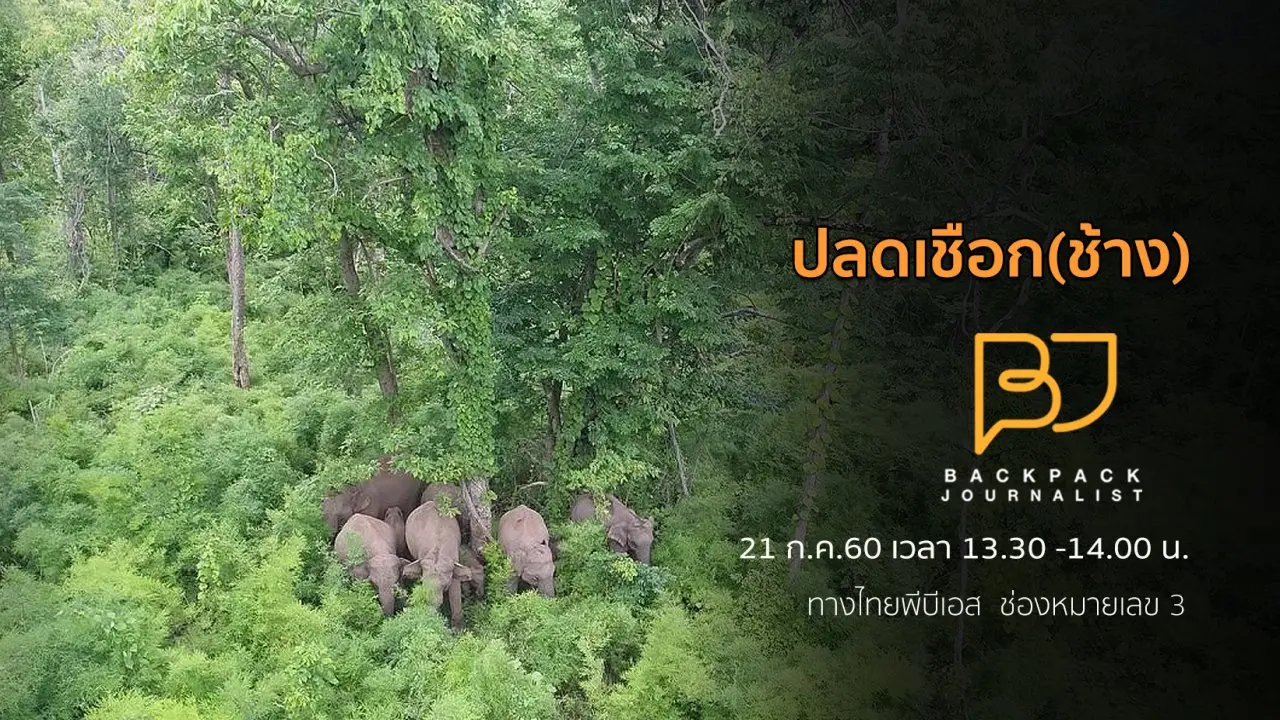 ปลดเชือก(ช้าง)