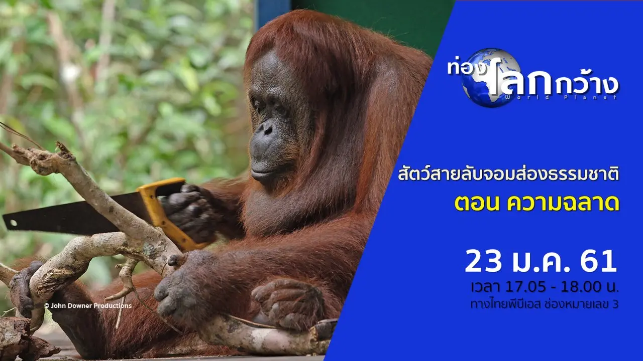 สัตว์สายลับจอมส่องธรรมชาติ  ตอน ความฉลาด