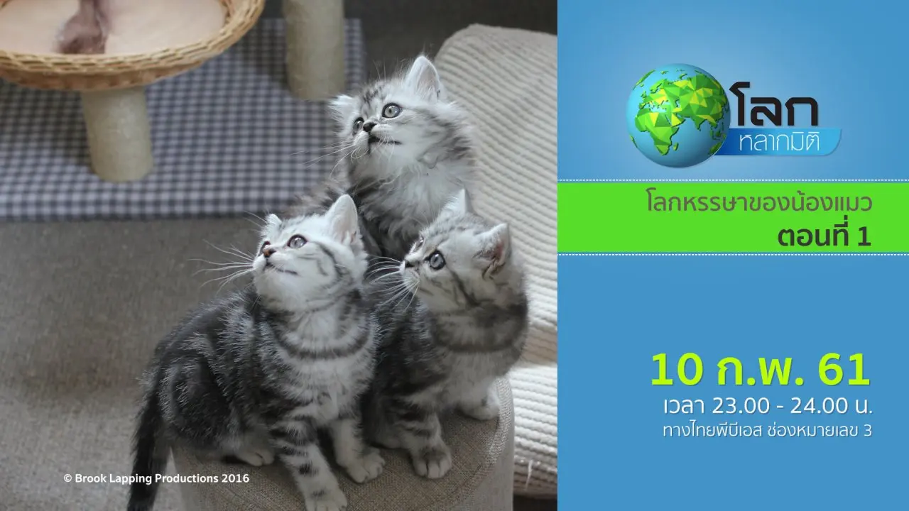 โลกหรรษาของน้องแมว ตอนที่ 1