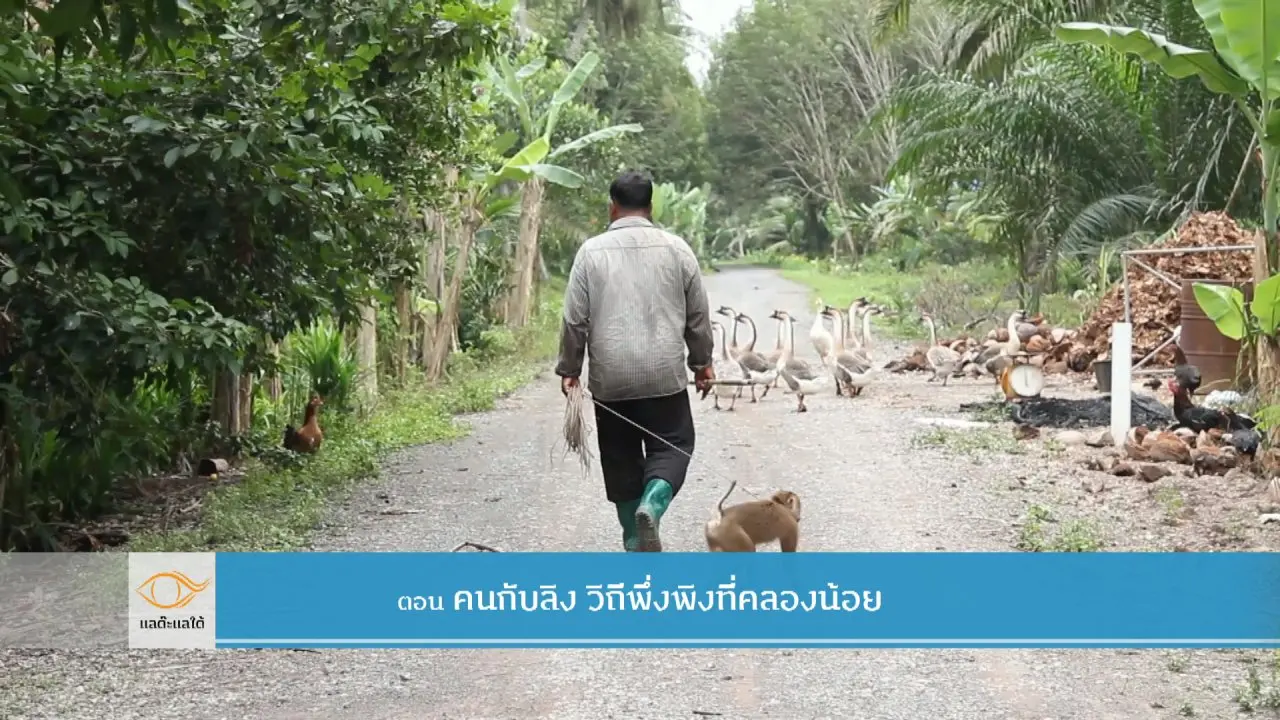 คนกับลิง วิถีพึ่งพิงที่คลองน้อย ​