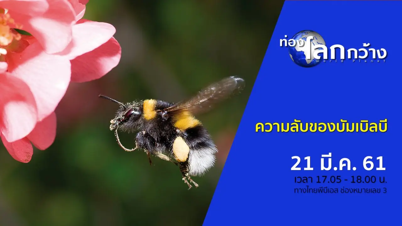 ความลับของบัมเบิลบี