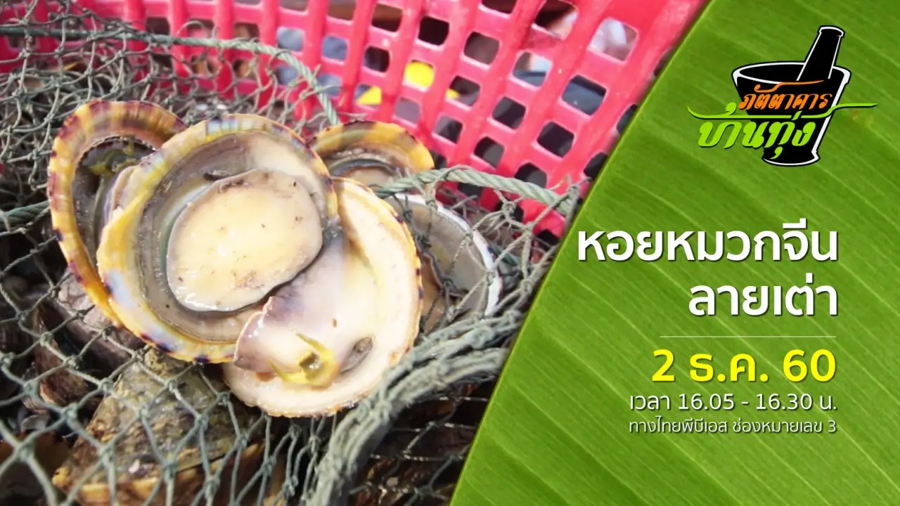 หอยหมวกจีนลายเต่า