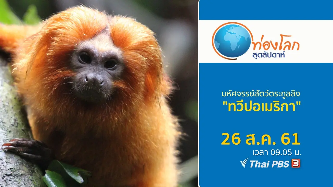 มหัศจรรย์สัตว์ตระกูลลิง ตอน ทวีปอเมริกา