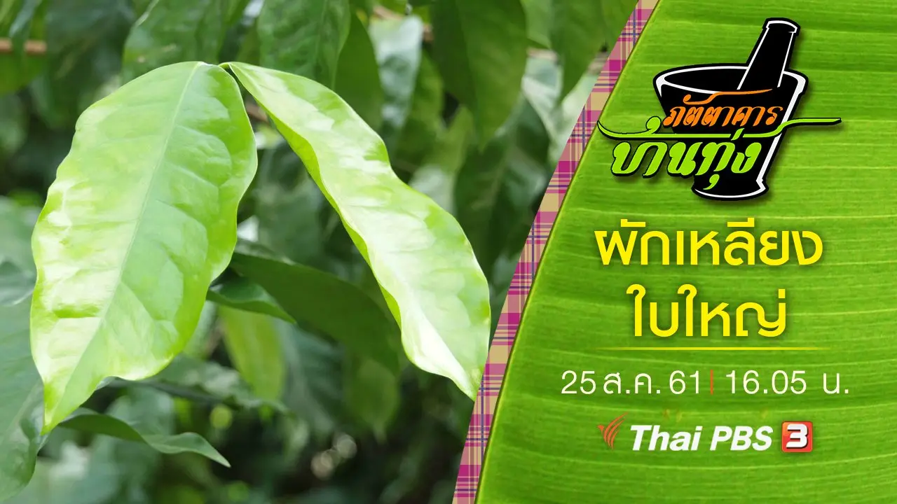 ผักเหลียงใบใหญ่