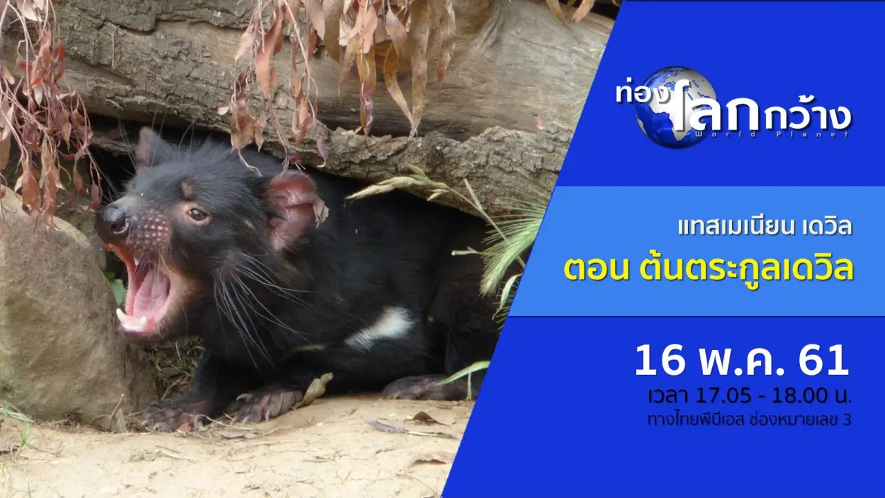แทสเมเนียน เดวิล ตอน ต้นตระกูลเดวิล