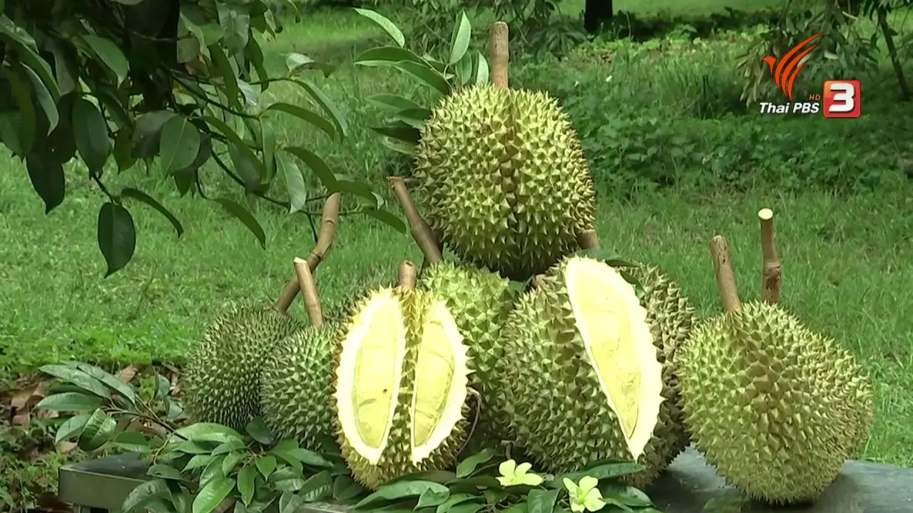 ทุเรียน...ราชาแห่งผลไม้
