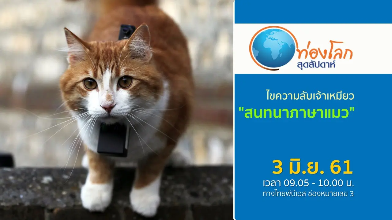 ไขความลับเจ้าเหมียว ตอน สนทนาภาษาแมว