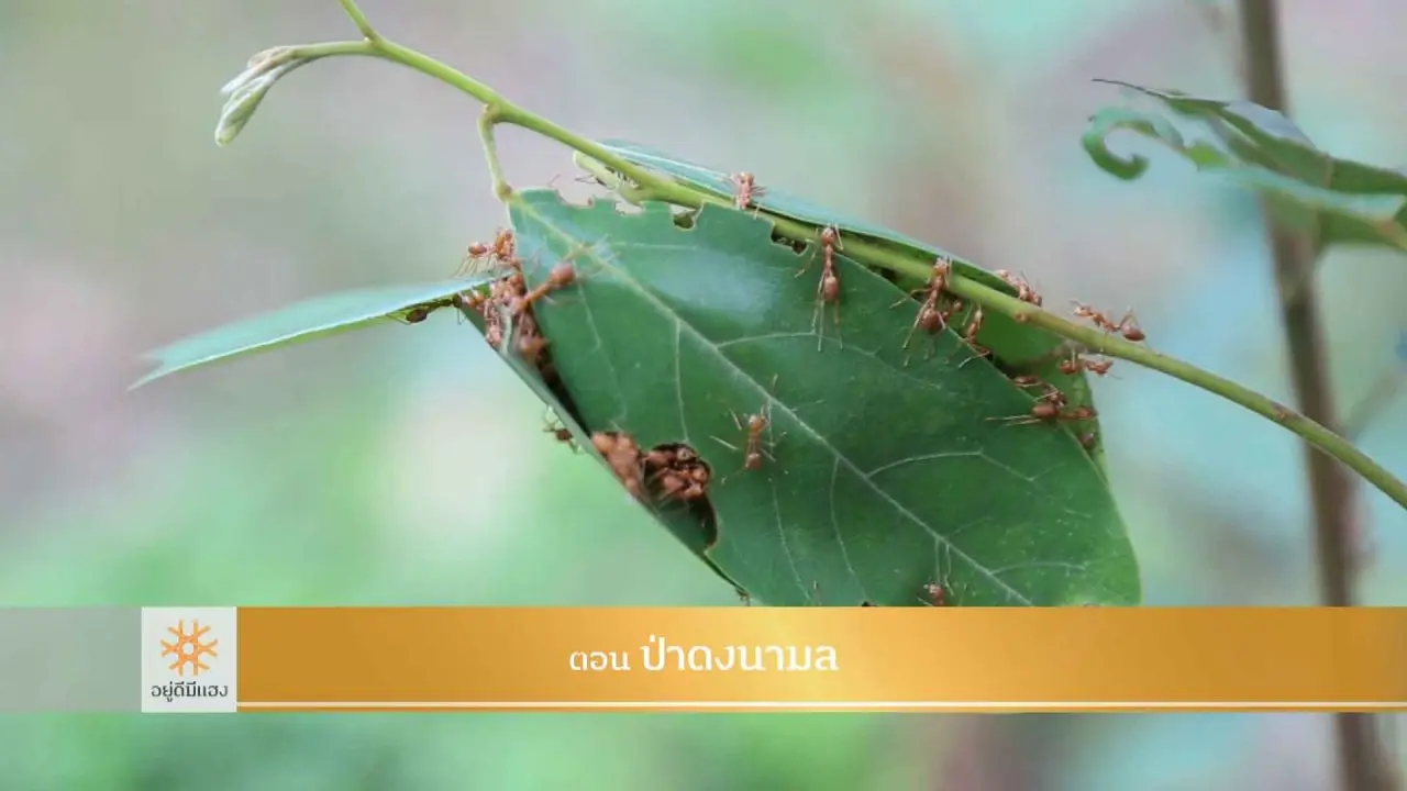 อยู่ดีมีแฮง