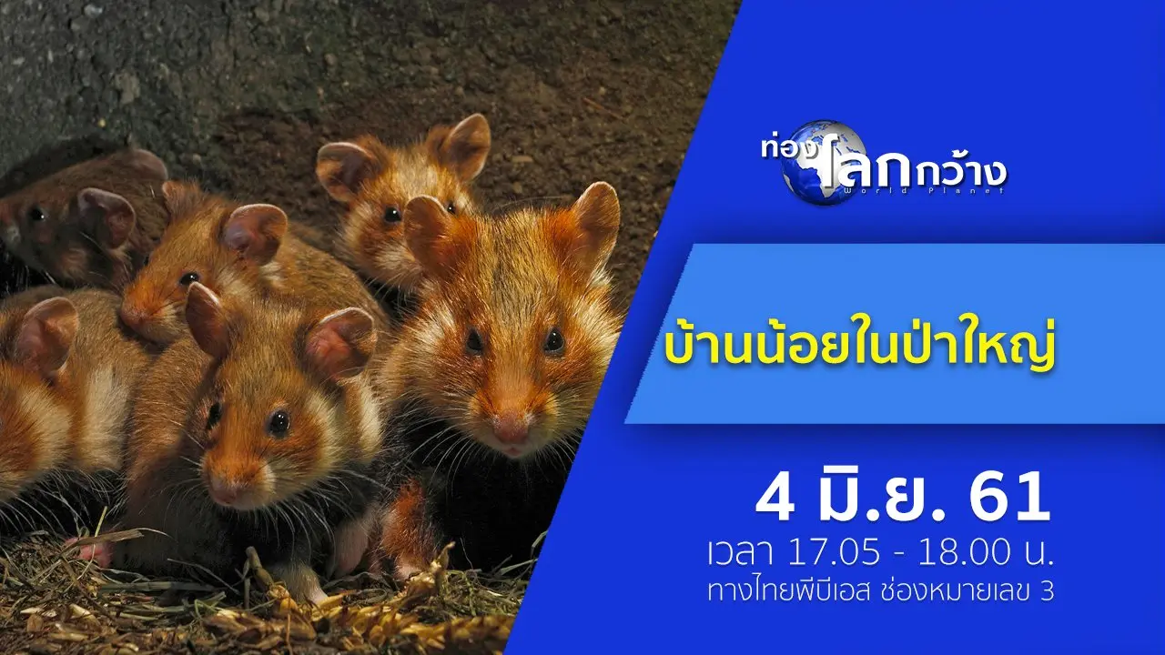 บ้านน้อยในป่าใหญ่