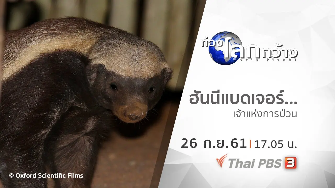 ฮันนีแบดเจอร์...เจ้าแห่งการป่วน