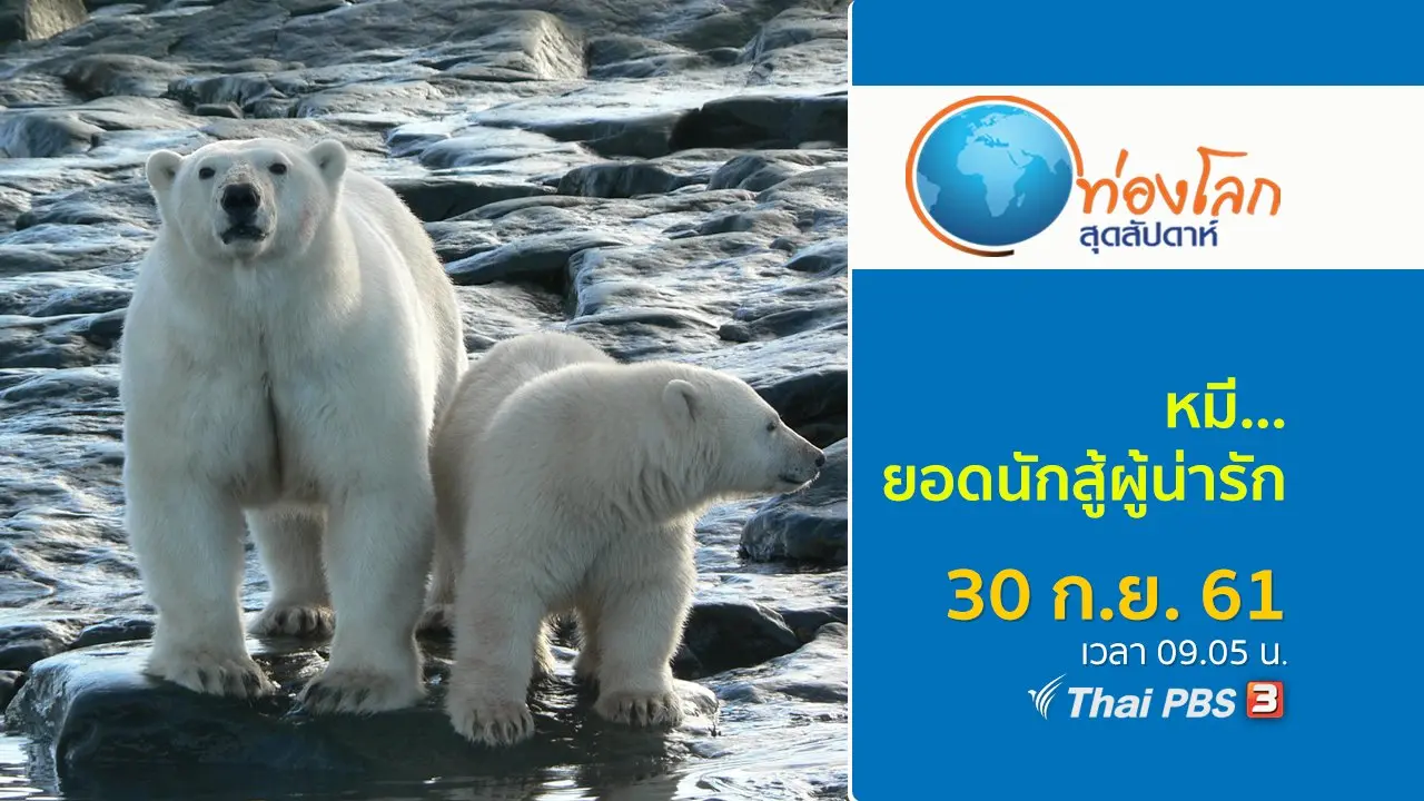 หมี...ยอดนักสู้ผู้น่ารัก
