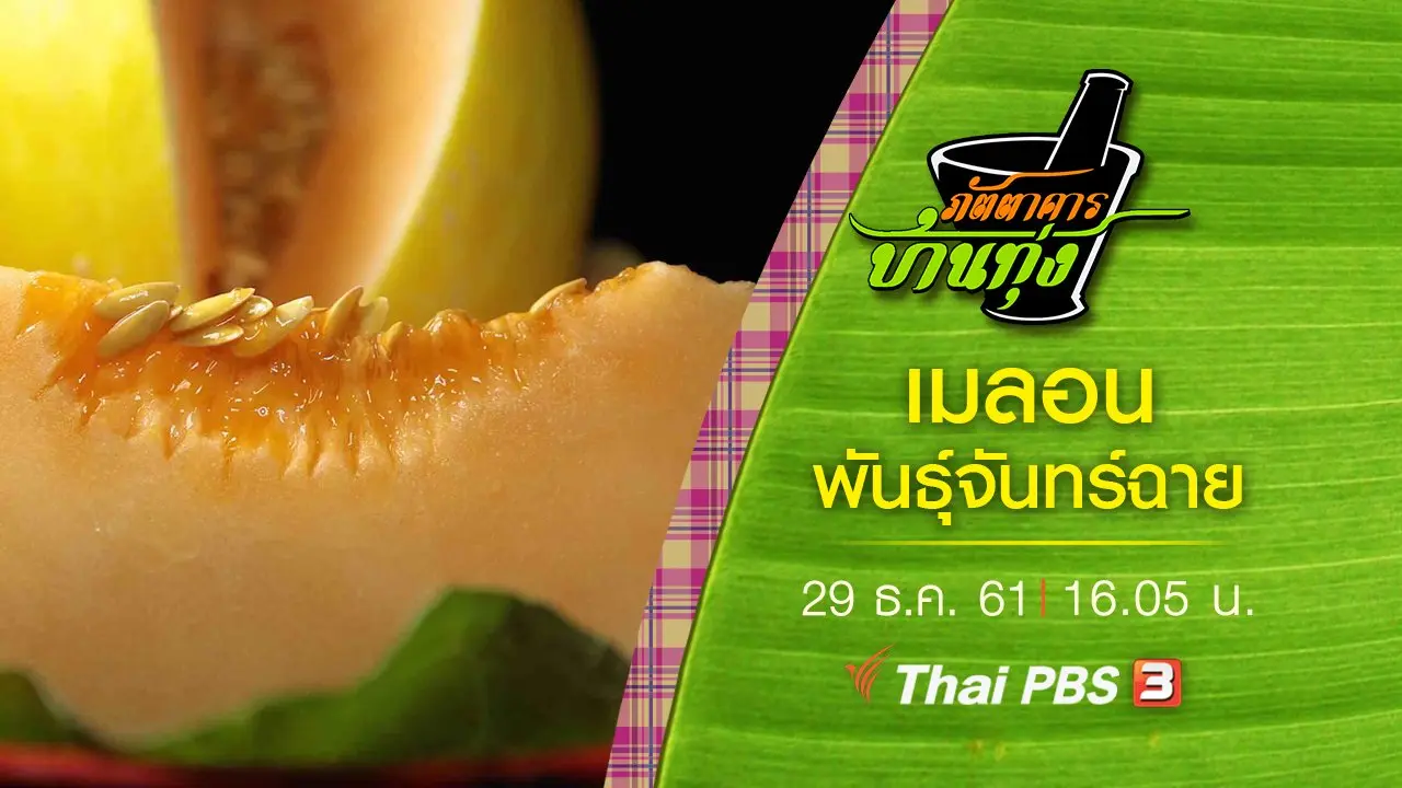 เมลอน พันธุ์จันทร์ฉาย