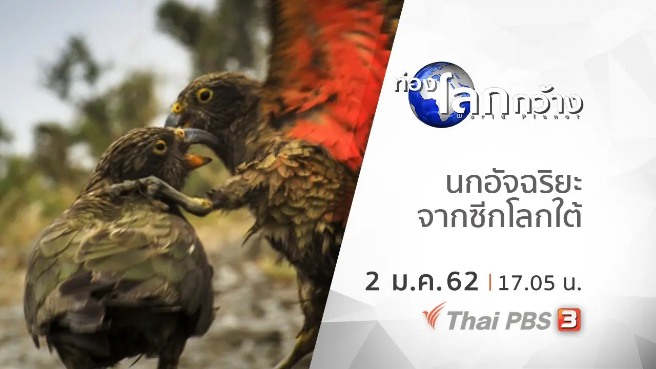 นกอัจฉริยะจากซีกโลกใต้