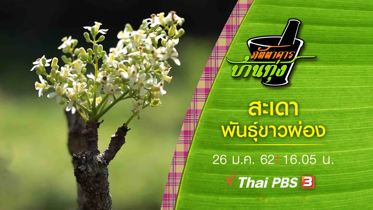 สะเดา พันธุ์ขาวผ่อง