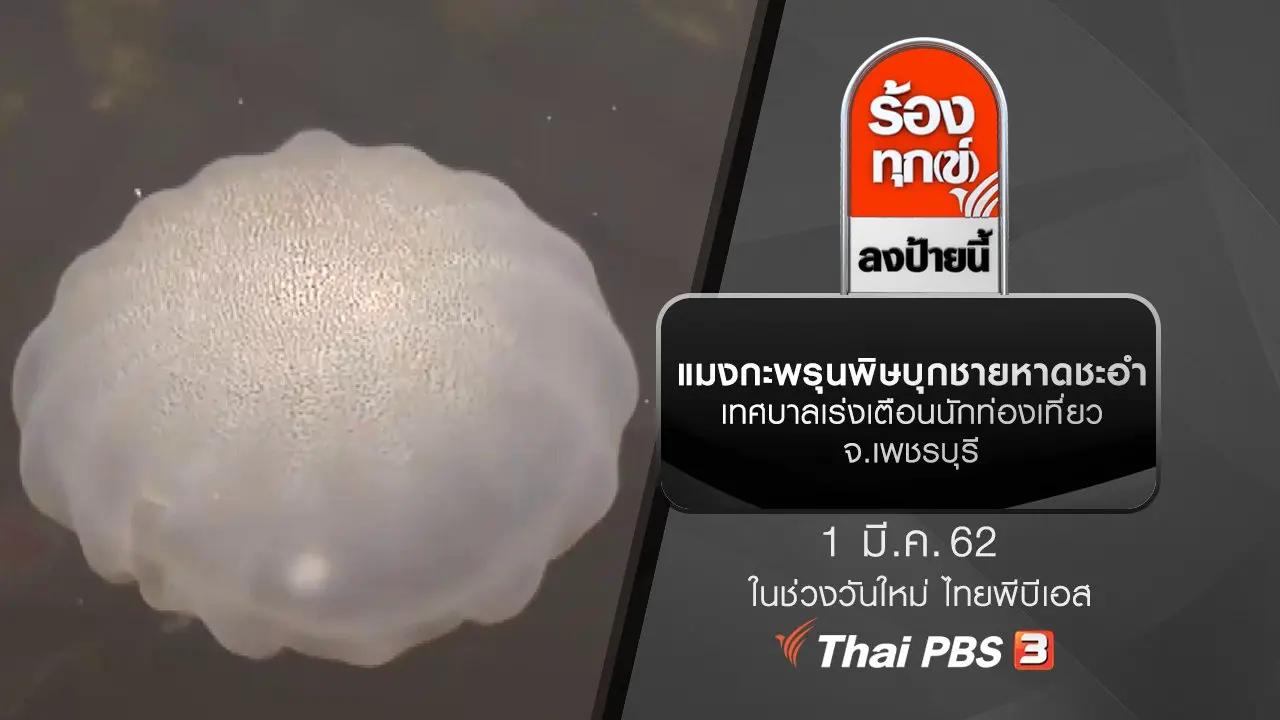 แมงกะพรุนพิษบุกชายหาดชะอำ เทศบาลเร่งเตือนนักท่องเที่ยว จ.เพชรบุรี