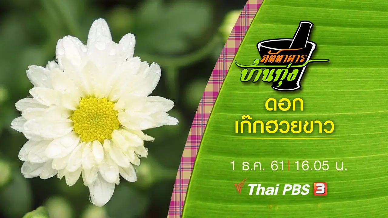 ดอกเก๊กฮวยขาว