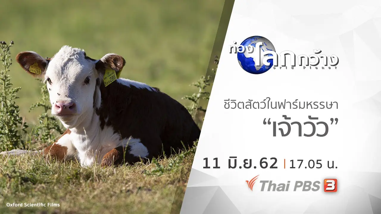 ชีวิตสัตว์ในฟาร์มหรรษา ตอน เจ้าวัว