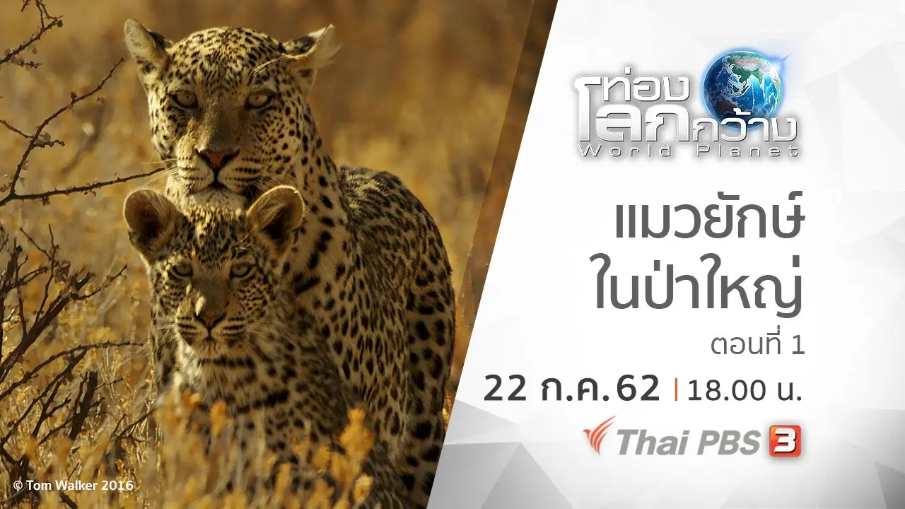 แมวยักษ์ในป่าใหญ่ ตอนที่ 1