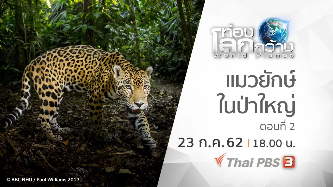 แมวยักษ์ในป่าใหญ่ ตอนที่ 2