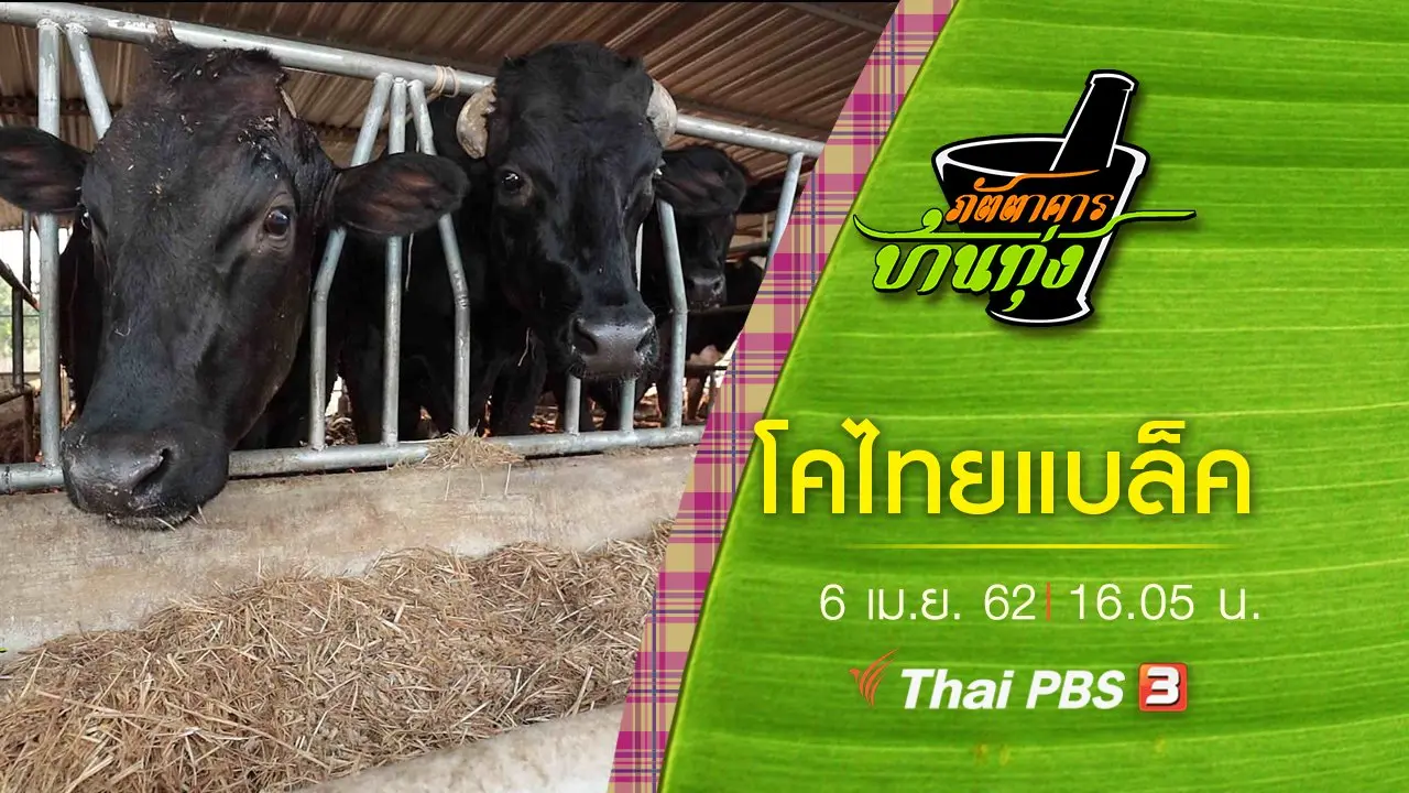 โคไทยแบล็ค
