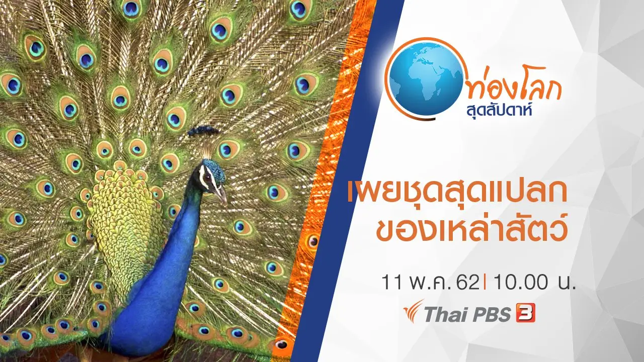 เผยชุดสุดแปลกของเหล่าสัตว์
