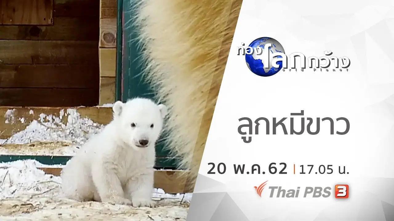 ลูกหมีขาว