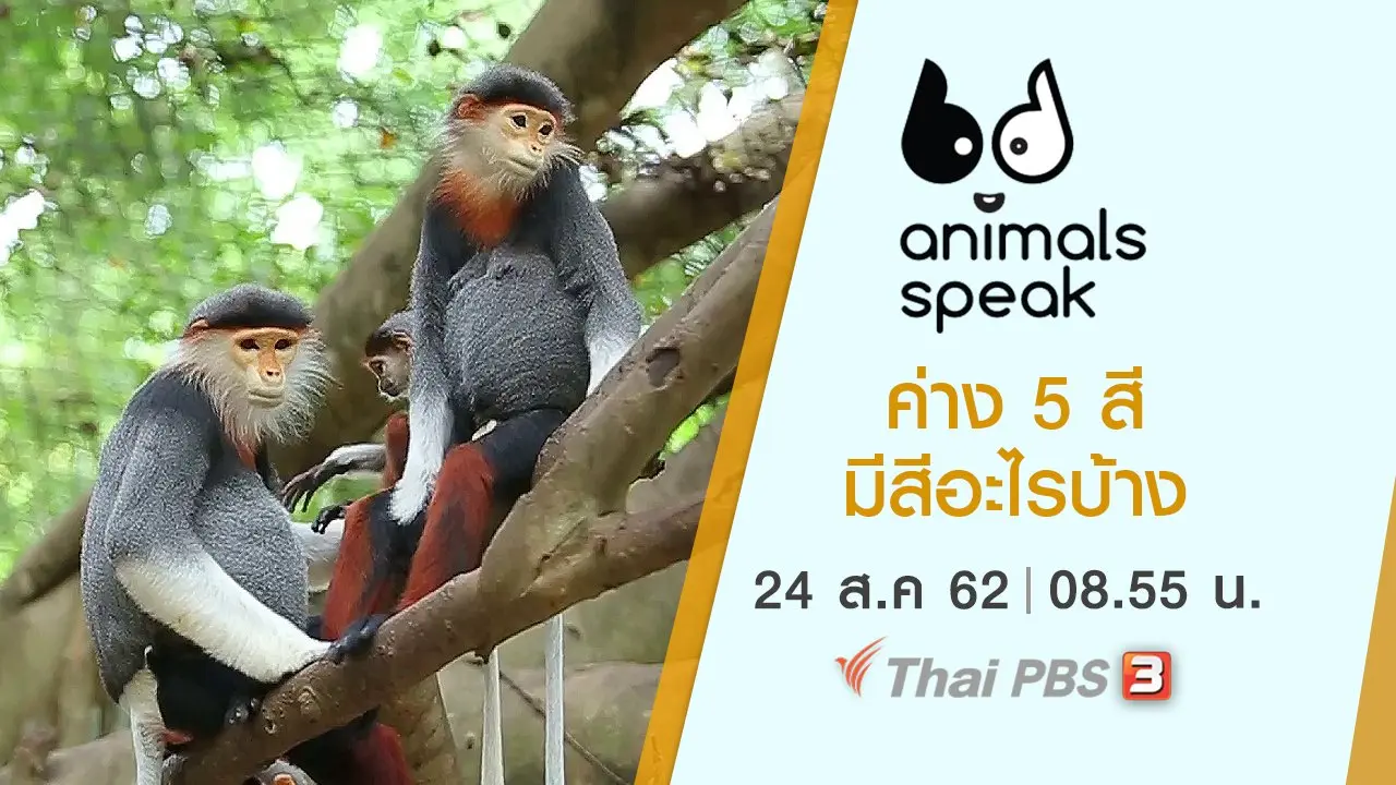 ค่าง 5 สี มีสีอะไรบ้าง
