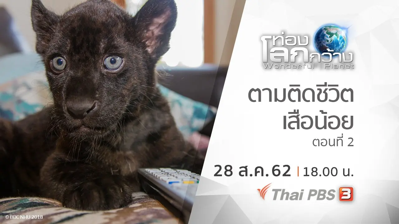ตามติดชีวิตเสือน้อย ตอนที่ 2