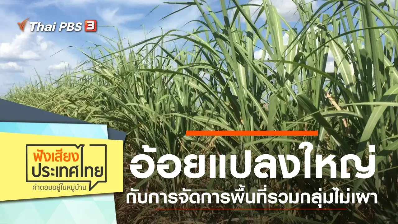 อ้อยแปลงใหญ่ กับการจัดการพื้นที่รวมกลุ่มไม่เผา
