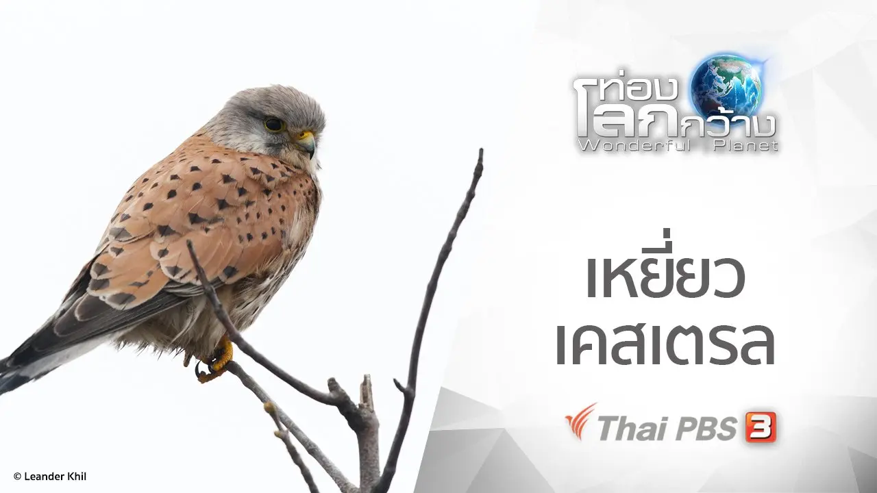 เหยี่ยวเคสเตรล