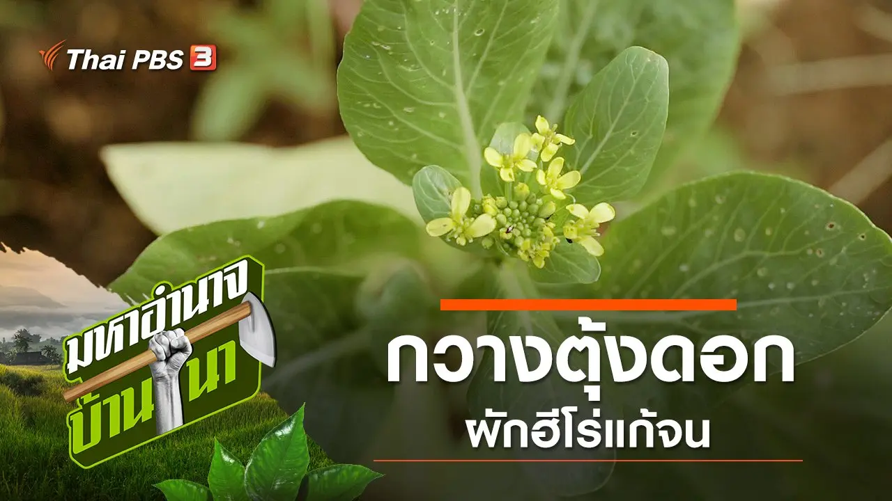กวางตุ้งดอกผักฮีโร่แก้จน