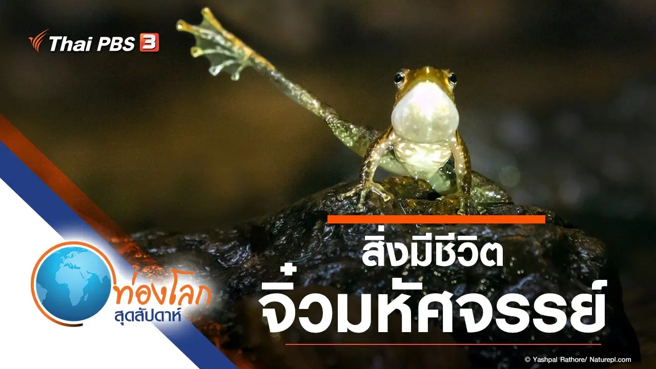 สิ่งมีชีวิตจิ๋วมหัศจรรย์