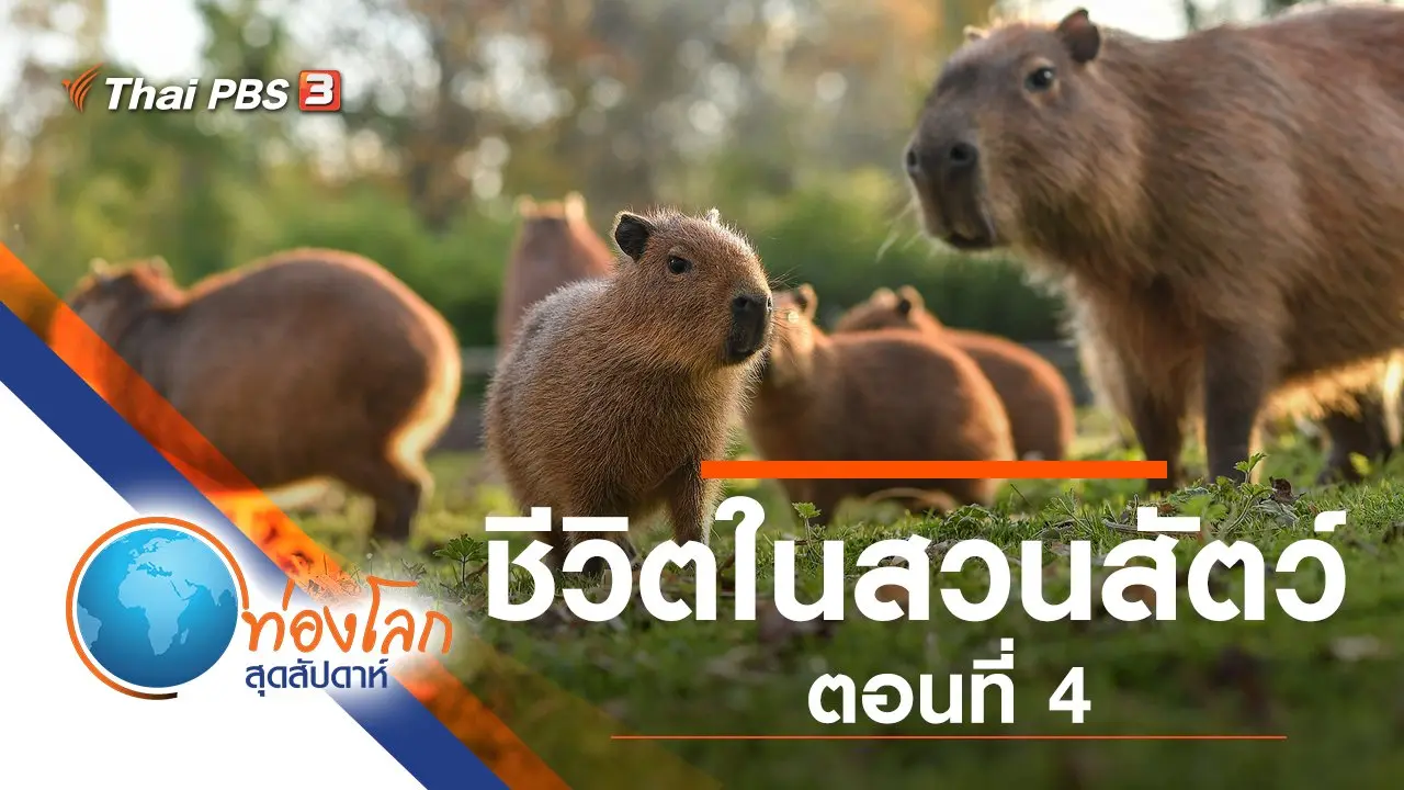 ชีวิตในสวนสัตว์ ตอนที่ 4