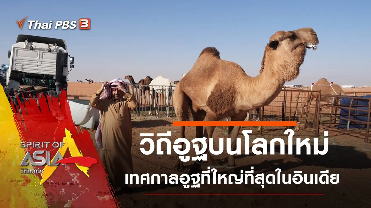 วิถีอูฐบนโลกใหม่