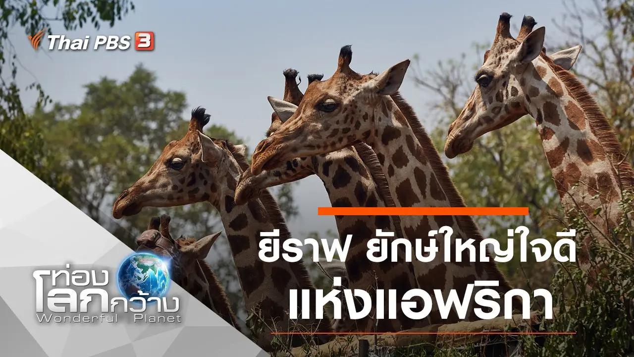 ยีราฟ ยักษ์ใหญ่ใจดีแห่งแอฟริกา